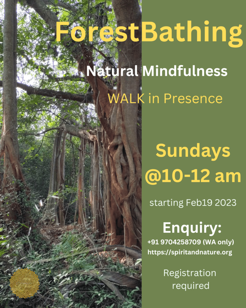 Forest Bathing in Auroville with Aikya